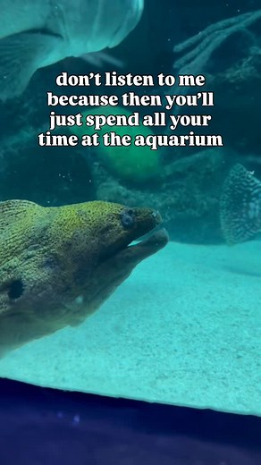 Wonders of Wildlife | This giant aquarium and museum in Springfield, Missouri is the perfect place to escape the hot summer weather! Explore the aquarium which... | Instagram