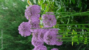 Allium Giganteum flowers growing outdoors. Giant Onion blooming in the spring day. Field of Allium ornamental onion. Balls of blossoming Allium flowers (Allium aflatunense, Alliaceae Family) vertical