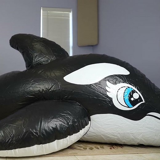 Pool Toy Whale Bursts from Overinflation