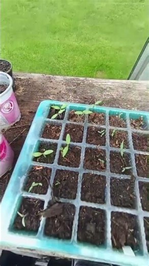 Deel 1.2 van het opkweken van de tomaten planten short
