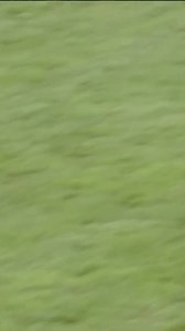 71K views · 826 reactions | When a four-horse race becomes a one-horse race! Study Of Words is a son of Frankel and, like his Dad before him, is not adverse to dishing out a drubbing! | Racing TV | Facebook