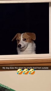 🤣 Chaos mode: ON. | Cesar Millan