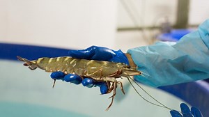 Inquiry call after Project Sea Dragon ‘white elephant’ collapse