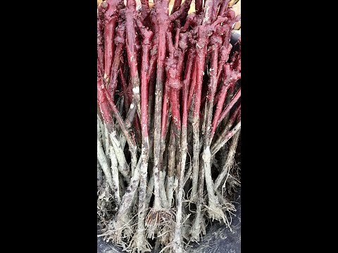 COMMENT PLANTER UN PLANT DE VIGNE .