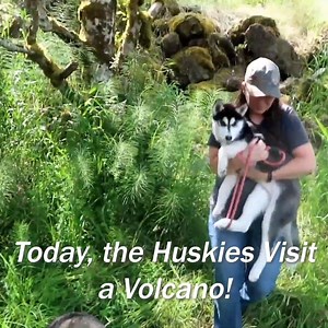 54K views · 388 reactions | Shelby, Memphis, and Kira Visit a Volcano  | Snow Dogs Vlogs | Facebook