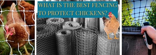 What is the Best Fencing to Protect Chickens? [2025]