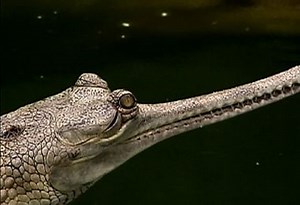 Gharials