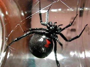 Huge Black Widow Spider