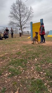 171K views · 2.8K reactions | Welcome to the world of French Ring! This sport is designed to test both handlers and dogs in trials divided into three sections: jumps, obedience, and protection work. This is one of the many sports you and your pup can enter and is both physically and mentally stimulating. | School for Dog Trainers | Facebook