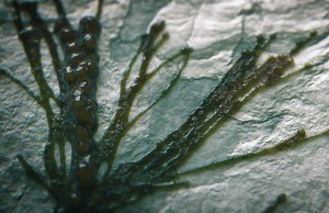 C4D_新粒子的有机生长 xp心里苦