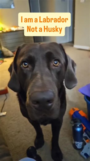 Elam is a chocolate English Labrador, but he loves the snow and is quite vocal! I often joke he's got Husky software and Lab hardware 😆 Here's a fun compilation of Elam in the snow. #labrador #chocolatelabs #englishlabrador #sillydogs | Liepa Creek Studio