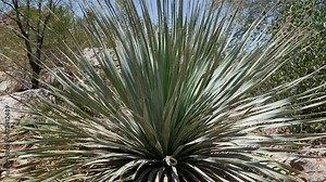 47 Phoenix Arizona cactus nature botanical garden desert landscape Stock Video
