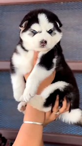 2.8K views · 104 reactions | Giant_Siberian_Husky_Pup #husky #dog #viralreel #fbreels #foryou | Husky fan's | Facebook