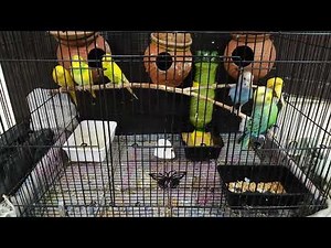 Lovebirds playing and singing #love #birds #lovebirds #parakeet #budgies #viral#ourcool #birdssounds