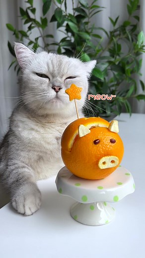Are you willing to eat such a lovely pig?#pets #foodtiktok #kittygod_cn #cookingcat