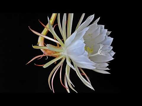 Blooming Epiphyllum oxypetalum (queen of the night) time lapse
