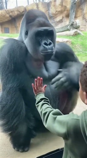 This Gorilla Copied Him… 😳