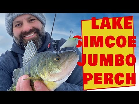 Catching Jumbo Perch Ice Fishing Lake Simcoe - Live 2 Fish