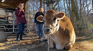 North Carolina faces shortage of large-animal veterinarians
