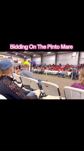 367K views · 6K reactions | Bidding On The Pinto Mare! | Free Spirit Equestrian | Facebook
