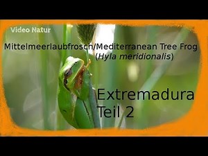 Extremadura 2019 #2 - Mittelmeerlaubfrosch / Mediterranean Tree Frog (Hyla meridionalis)