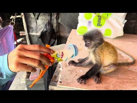 Innocent Baby Monkey Holding a Flower – Heart Melting! ❤️🐒