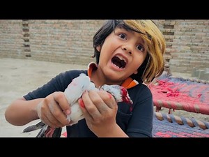 Ali k new kabootar ki Ankh phat gai 🥺 ||