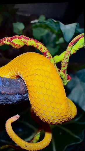 A glimpse of the beautiful golden eyelash viper(Bothriechis schlegelii) in 4k! #venomous #viper #eyelash #snake | Tommy Naples
