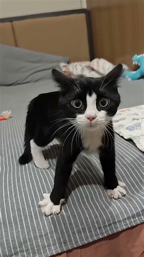 Cute kitten 🫰🫰 #cat