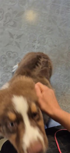 Premier toilettage plein de stress comme le montrent ces images pour une petite berger Australien de 6mois 😍😍😍 Photo en commentaire 😉 Merci à sa propriétaire pour sa gentillesse et sa confiance 😊 | Salon de Toilettage Champlitte