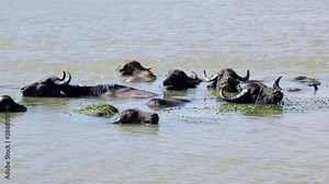 Close-up of herd of Water buffalo (Bubalis murrensis) in the Danube river. 4K-60fps. Ermakov island, Danube Biosphere Reserve in Danube delta, Ukraine Stock Video