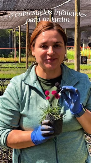 CUBRESUELOS CHILE • Jesu González on Instagram: "💧✨ Especies de bajo consumo hídrico que lo cambian todo: 🌸 Armería marítima 🌿 Miosporo rastrero 🌺 Ruschia lineolata → ¡perfecta para reemplazar el césped! Encuéntralas todas en 👉 www.cubresoloschile.cl 🌱 #CubresuelosChile #BajoConsumoHídrico #ReemplazoCésped #Paisajismo"