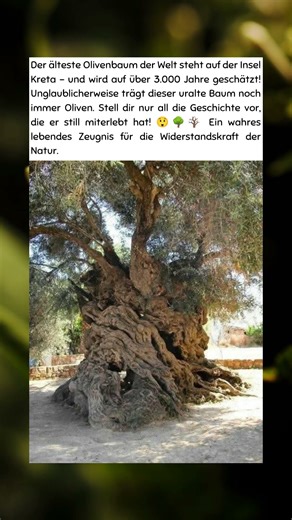 🌿 Der 3.000 Jahre alte Olivenbaum von Kreta