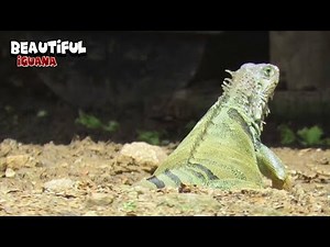 Iguana Walking With Style