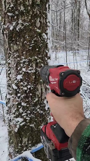 Exploring the Process of Tapping Maple Trees for Farm-to-Table Maple Syrup Production