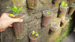Vertical vegetable garden that uses used plastic bottles and cups as plant pots.