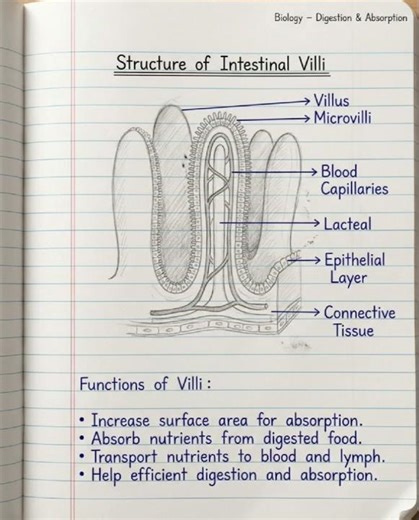 Structure of Intestinal Villi | Small Intestine Function #youtubeshorts #medical#education #shorts