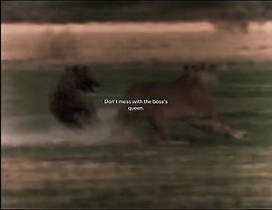 Understanding Lion Social Dynamics in the Wild