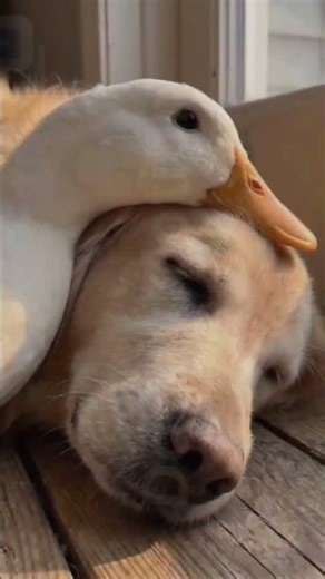 হাঁসটা #কুকুরটার# উপরে# মাথা দিয়ে #শুয়ে #আছে# দেখুন #shorts #vieo