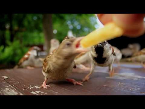 Sparrows eating French fries
