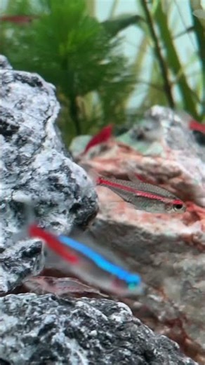 Glow light tetra fish #fish #relaxing #aquarium