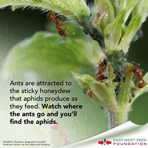 Check the growing tips of plants and young shoots for what look like clusters of colored dots to spot aphids. You can also follow ants to help you find aphids. | East-West Seed Foundation, Inc.- Philippines