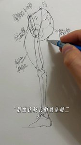 分享【龍二繪畫的作品】 了解幾條肌肉讓你快速畫好坐姿 要想畫好坐姿，得先了解腿，不能急於求成喔！ #零基礎畫畫 #線稿 #坐姿 #腿部肌肉 #繪畫教學 抖音: https://v.douyin.com/PYLXTvb4JH0/ | A Designer