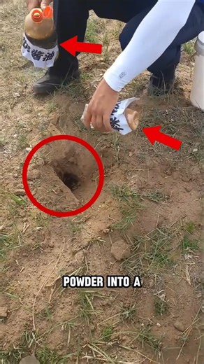 Why They're Pouring Chili Powder Into Holes?