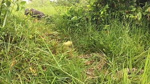 61K views · 425 reactions | Terrifying! Fishermen Found Giant Python Snake Attacks Pig In Village - | Giant Animals TV | Facebook