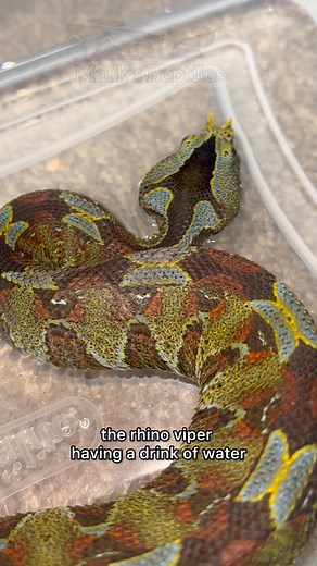 2.6K views · 44 reactions | This beautiful rhino viper just blows me away. The intricate pattern, the colors, it’s just insane! This camo helps them blend into the leaf litter on the forest floor. Disappearing amongst the leaves. Wow #rhinoviper #rhino #viper #bitis #bitisnasicornis #drinking #water #snakes | Mark’s Reptiles | Facebook