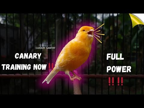 The Ultimate Canary Song - PROVEN to Make Your Bird a Champion❗❗
