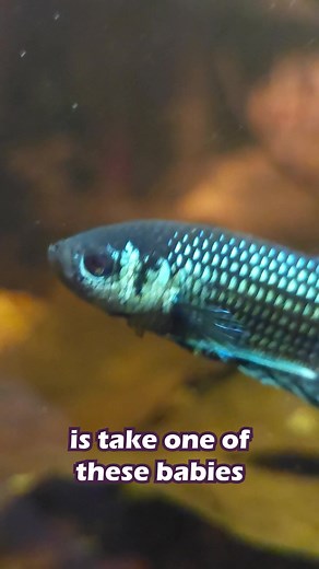 Breeding Better Bettas: Genetic Tactics Part 2 #bettas #bettafish #bettabreeder #genetics #STEM #science #biology #bettasoftiktok #fishoftiktok #learnontiktok #edutok #wickedbettas #aquariums #fishhobby #fish #spawning #petsoftiktok #aquariumfish #tropicalfish #bettakeeper #bettafishlover #malebetta #femalebetta #fishcontent