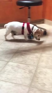 Are you familiar with myoclonic seizures in dogs and cats? Seizures can manifest in many forms-not just the typical generalized seizure (i.e. grand mal seizures). Myoclonic seizures can occur as the primary form or in combination with other seizure types. Typically myoclonic spasms are isolated over a period of 15 seconds or several can happen all at once. #FridayThoughts | Triangle Veterinary Referral Hospitals