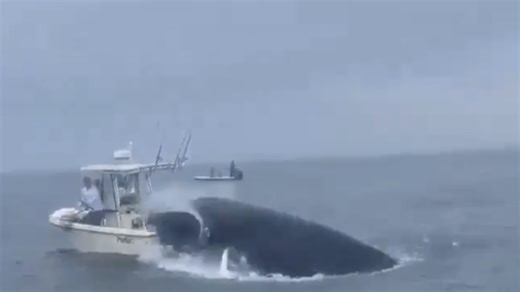 Video: Whale capsizes boat off coast of New Hampshire